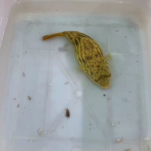 斑馬狗頭魚和龍魚混養(yǎng)可以嗎圖片 斑馬狗頭魚和龍魚混養(yǎng)可以嗎圖片 龍魚百科 第20張