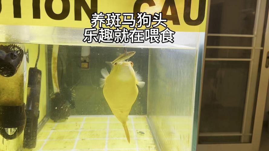 斑馬狗頭魚和龍魚混養(yǎng)可以嗎圖片 斑馬狗頭魚和龍魚混養(yǎng)可以嗎圖片 龍魚百科 第22張
