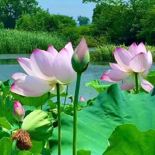 錦鯉的千古佳句