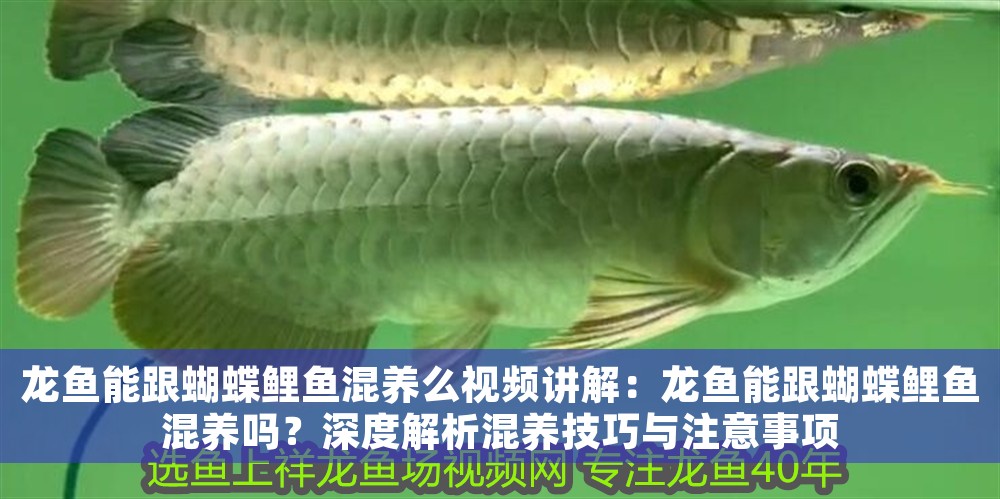 龍魚能跟蝴蝶鯉魚混養么視頻講解：龍魚能跟蝴蝶鯉魚混養嗎？深度解析混養技巧與注意事項