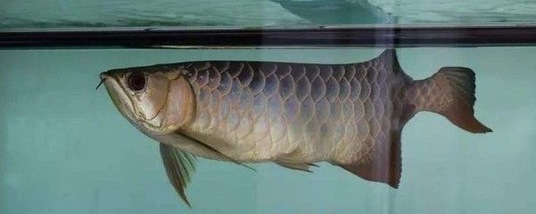 龍魚為什么做掉眼手術(shù)不能吃：龍魚掉眼手術(shù)后的飲食控制