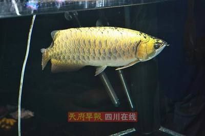 金龍魚扒缸底【金龍魚扒缸底的原因】