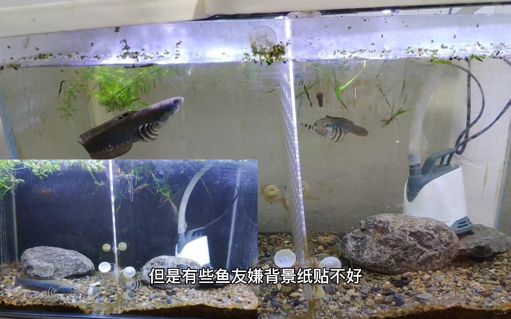 如何選擇合適的魚缸背景？