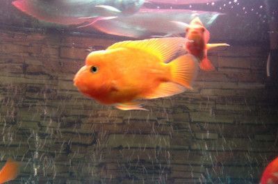 龍魚咬鸚鵡魚嗎：龍魚和鸚鵡魚可以混養但需注意鸚鵡魚的食量和攻擊性