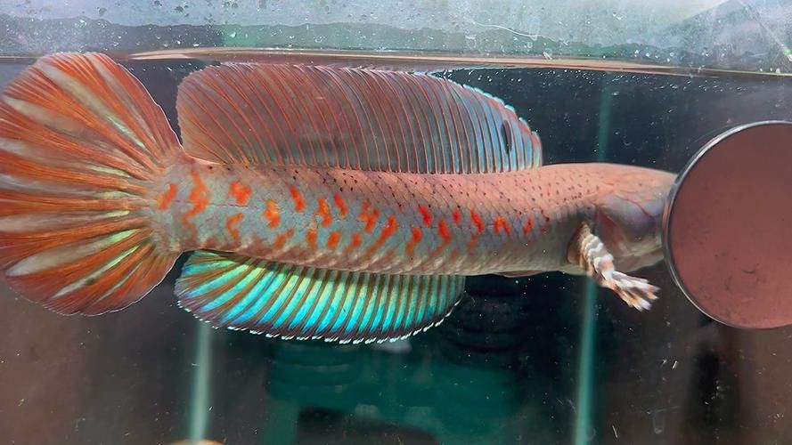 紅寶石雷龍魚圖片大全欣賞