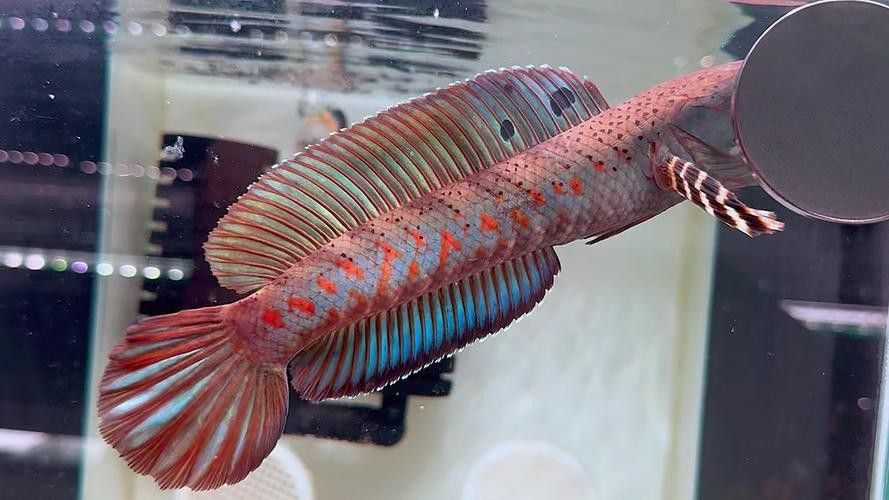紅寶石雷龍魚圖片大全欣賞
