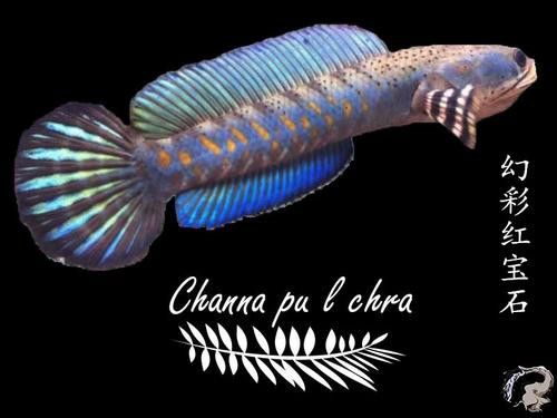 紅寶石雷龍魚圖片大全欣賞