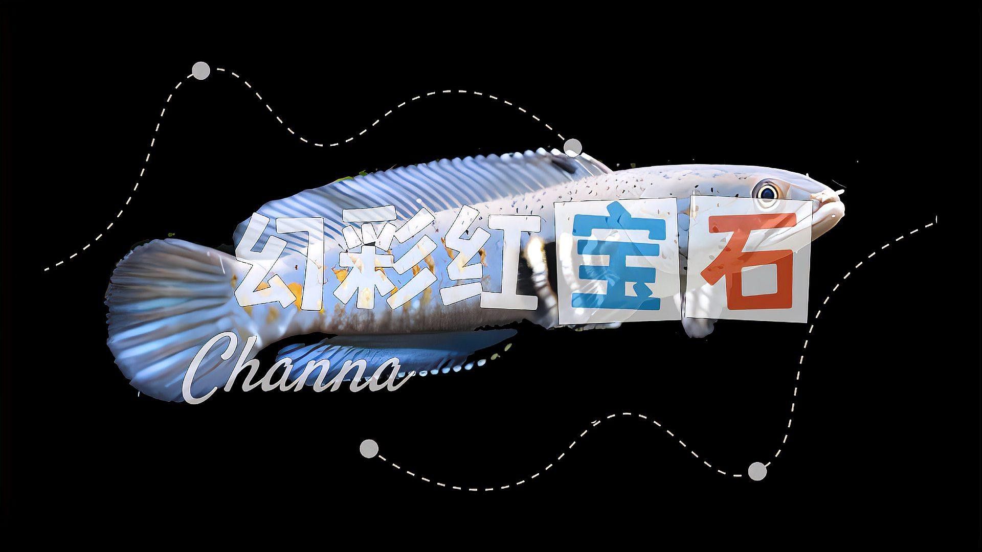 紅寶石雷龍魚圖片大全欣賞