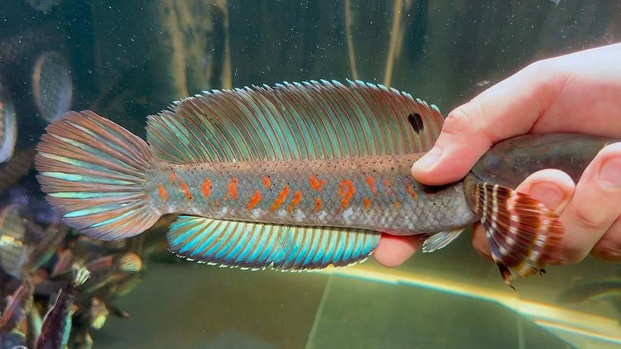 紅寶石雷龍魚圖片大全欣賞