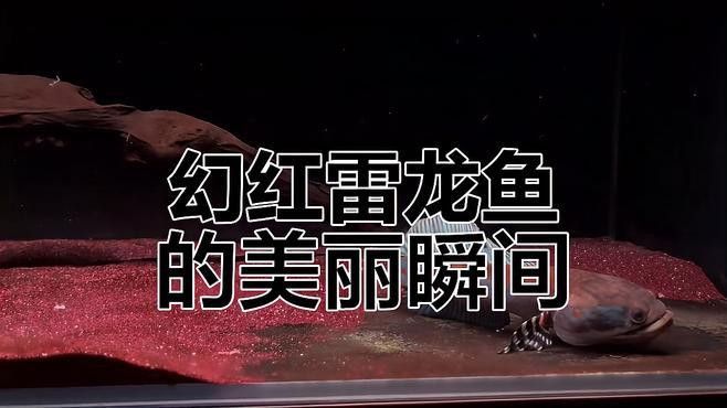 紅寶石雷龍魚圖片大全欣賞