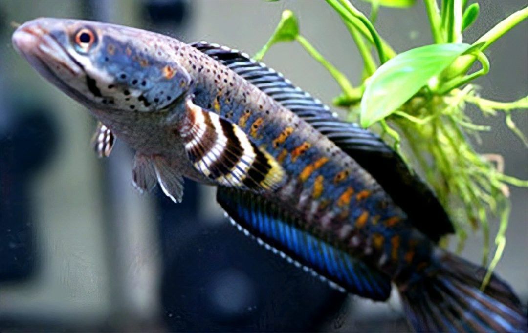 紅寶石雷龍魚圖片大全欣賞