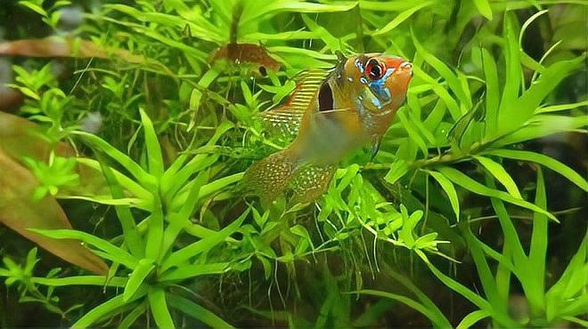 龍魚內(nèi)寄生蟲多久驅(qū)一次？