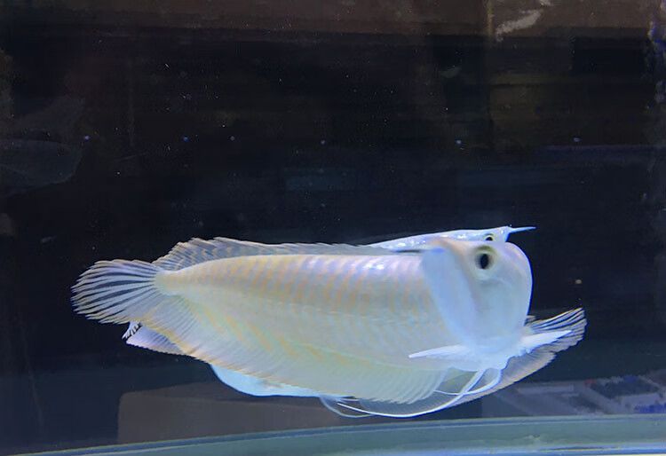 泡藥水的金龍魚怎么鑒別：如何鑒別泡藥水的金龍魚