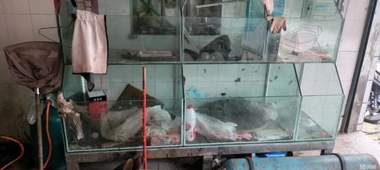 龍魚怎么搬運