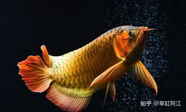 戰船魚和銀龍能混養嗎：戰船魚和銀龍魚可以混養嗎