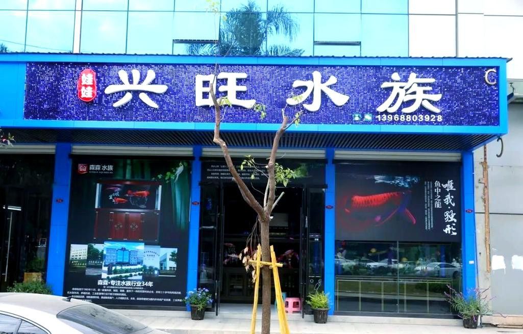 溫州龍魚哪里賣的好一點