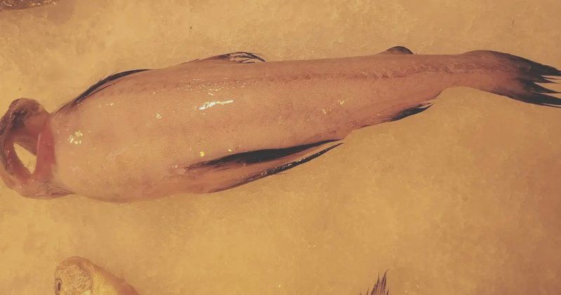 溫州水龍魚是什么魚種類