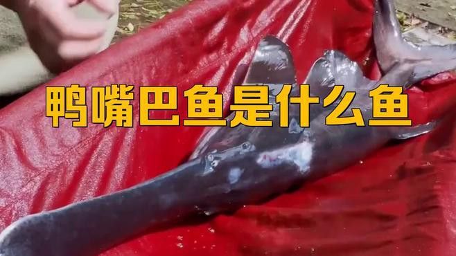 海水觀賞魚鴨嘴龍魚