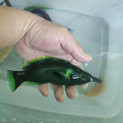 海水觀賞魚鴨嘴龍魚