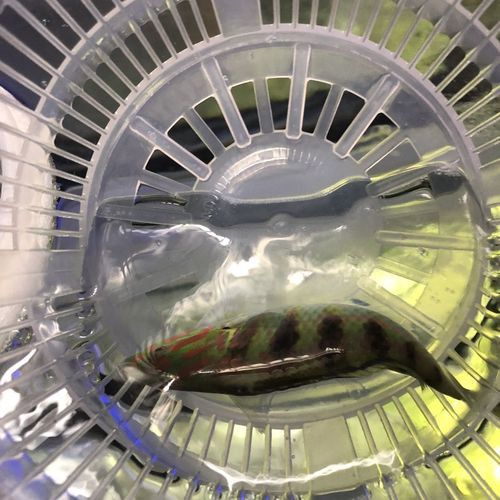 海水觀賞魚鴨嘴龍魚