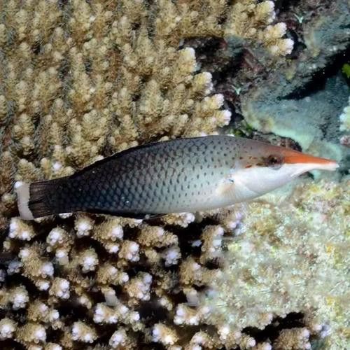海水觀賞魚鴨嘴龍魚