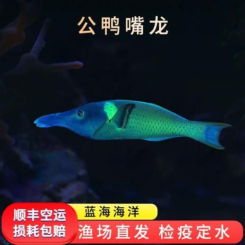 海水觀賞魚鴨嘴龍魚