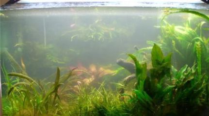 魚缸水發(fā)白霧蒙蒙的用什么藥，如何正確使用硝化細(xì)菌改善水質(zhì)？蛋白蟲清除劑的作用及使用指南
