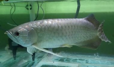 金龍魚吃食視頻：金龍魚吃食優酷《金龍魚吃食視頻》