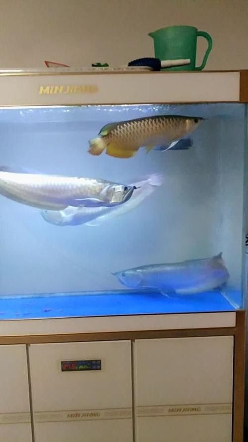 金龍魚和銀龍魚能混養嗎圖片對比