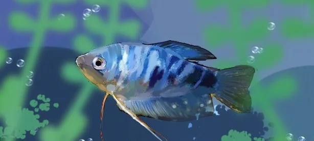 如何預(yù)防藍(lán)曼龍魚(yú)疾病？