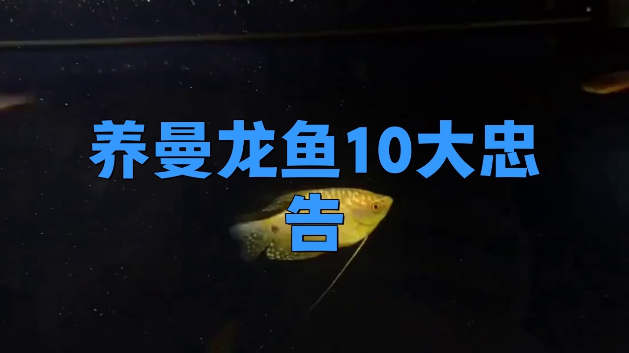 如何預(yù)防藍(lán)曼龍魚(yú)疾病？