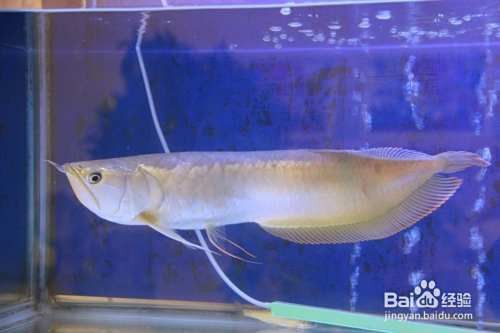 銀龍魚多久喂一次食物？