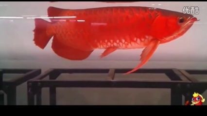 紅龍魚拍賣價格記錄查詢官網下載（紅龍魚拍賣價格查詢）