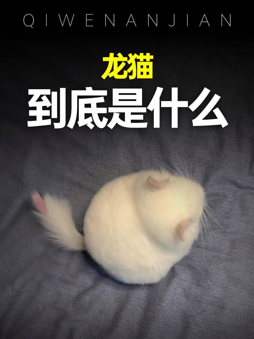 如何判斷寵物貓和龍貓是否適應？