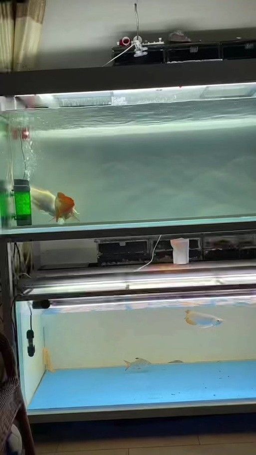 龍魚飄起來了怎么回事兒圖片