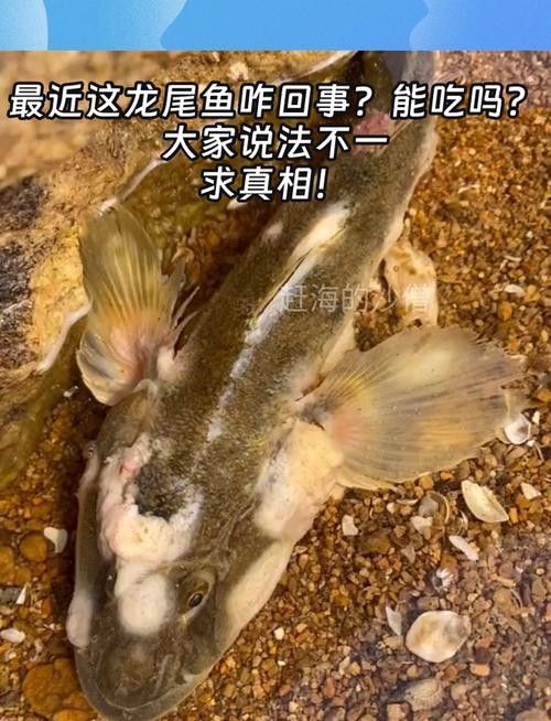 龍魚飄起來了怎么回事兒圖片