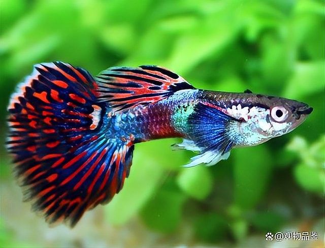 龍魚飄起來了怎么回事兒圖片