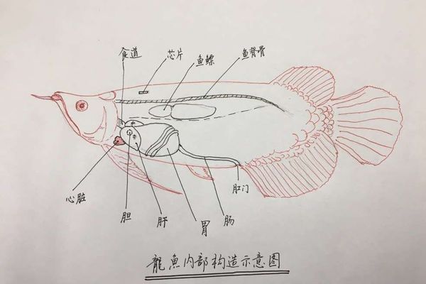 龍魚開尾手術：關于龍魚開尾手術的詳細介紹