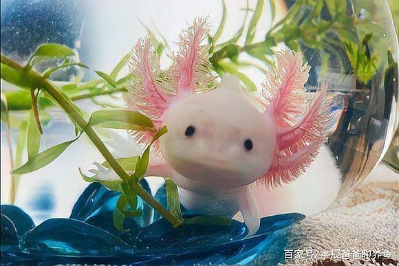 六角恐龍魚小苗
