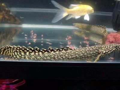 教你幾個簡單挑選好龍魚的好方法是什么（如何挑選好龍魚）