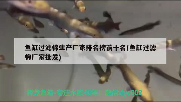龍魚混養最佳配魚方法是什么：龍魚混養注意事項