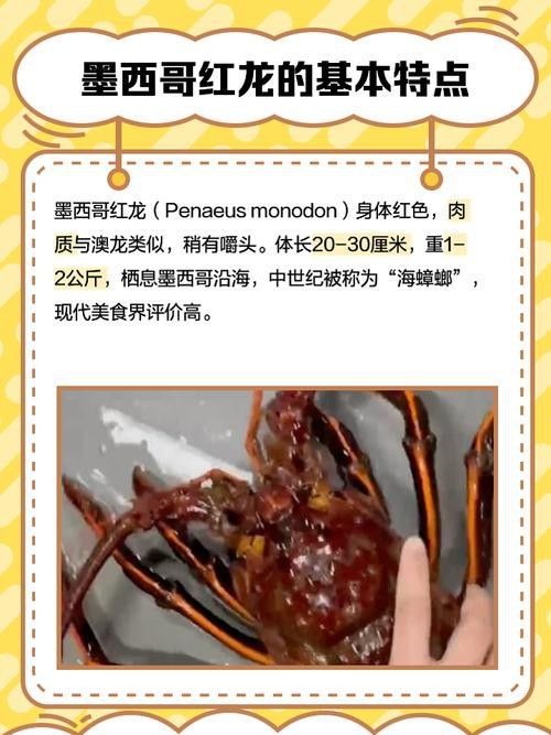 正宗金龍魚是哪個品種的：\"正宗金龍魚\"品牌入選中文名稱
