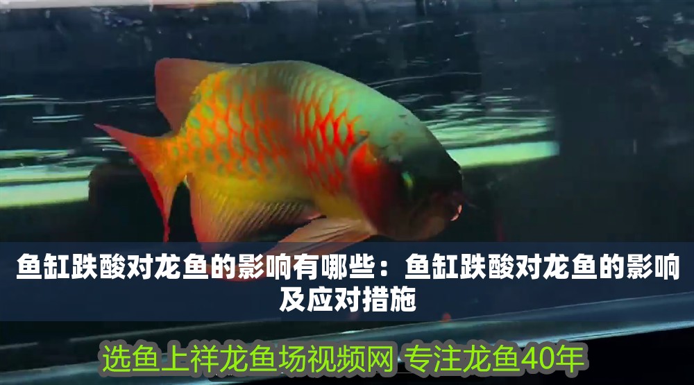 魚缸跌酸對(duì)龍魚的影響有哪些：魚缸跌酸對(duì)龍魚的影響及應(yīng)對(duì)措施
