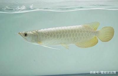 白色金龍魚寓意著什么（白色的金魚寓意是什么？）
