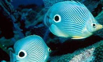 龍魚體表有白色棉絮狀：龍魚體表出現白色棉絮狀物質可能是主要原因引起的