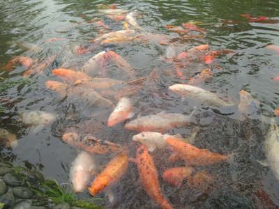 龍魚吃錦鯉飼料嗎會死嗎：龍魚吃錦鯉飼料會死亡嗎