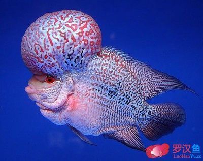 龍魚馴服方法：馴服龍魚是一個涉及多個方面的過程