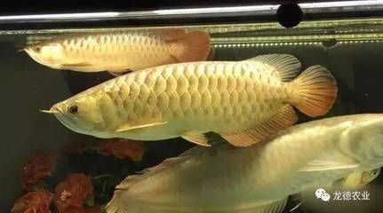 養龍魚開燈幾個小時好：養龍魚開燈的最佳時長并不是固定不變的，而是根據搜索結果得出的一些建議