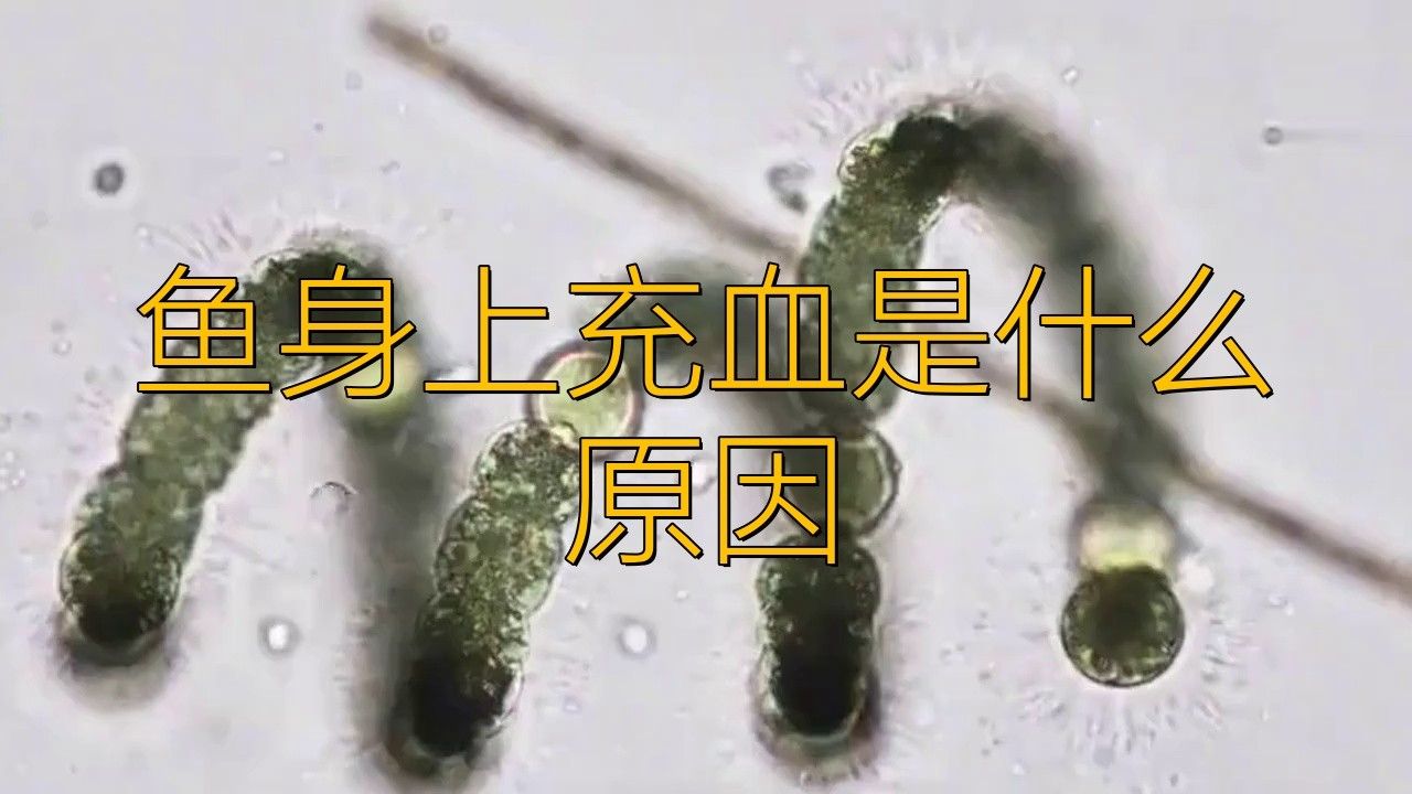 龍魚魚鰭充血后應該如何處理？