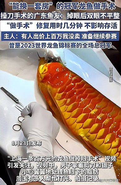 給龍魚做掉眼手術要多少錢